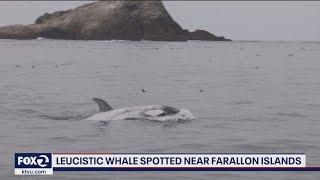 Rare leucistic orca spotted off California coast