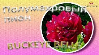 Полумахровый пион BUCKEYE BELLE / Сад Ворошиловой