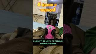 5 интересных фактов о чихуахуа #shorts #миничихуа #чихуахуа #лето #юмор