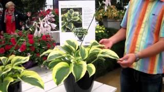 Hosta Liberty