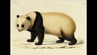 The First Western Discovery of the Giant Panda