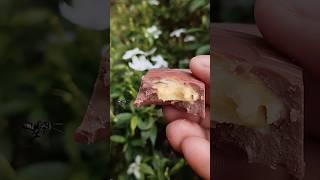 marvello honey creamfilled #chocolate #honey #sweet #food #shortvideo