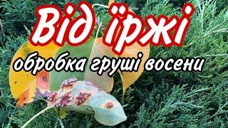 ЇРЖА на ГРУШІ.Знаю як ЗНЕШКОДИТИ.Обробка восени.