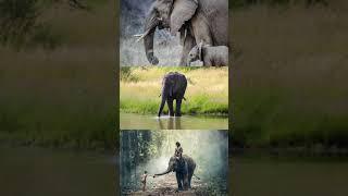 amazing information about elephant #shorts #education