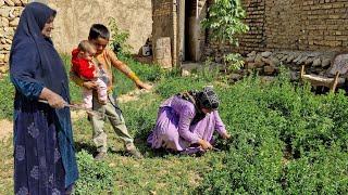 Trying to stay at Grandma's house. She plants and arranges vegetables in her garden to stay.