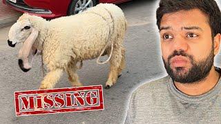 Chand Raat Ko Qurbani Ka Janwar (Sheep) Bhaag Gaya 