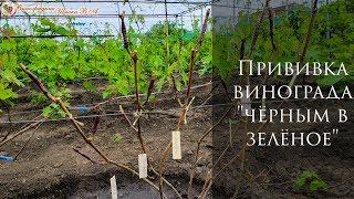 Прививка винограда "чёрным в зелёное"