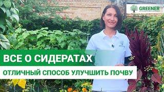 Лучшие сидераты для почвы. ОБЯЗАТЕЛЬНО ПОСЕЙТЕ ИХ!