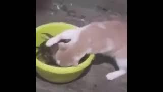 cat vs  crab