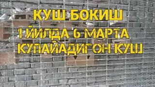 КУШ БОКИШ