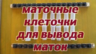 Маточные клеточки и мисочки  для вывода маток с Алиэкспресс,  использованием  с сотом  Никот.