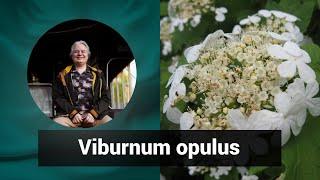 Разбор препарата ВИБУРНУМ ОПУЛЮС  VIBURNUM OPULUS | Гомеопатия и здоровье