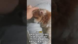 [1분 랭킹] 한국인이 가장 좋아하는 강아지 견종 TOP 7