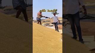 ఐకేపీ moisture?#ikp#paddymarket#agriculture#paddyvideo#moisture#ikp#shorts#AEO#officer#pacs