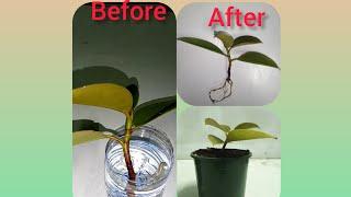 Rubber plant rooted by soaking in water