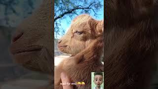 goat video sounds goody #goat #viral #animals #panda #cat #dog #lion #bear  #video #funny #shorts