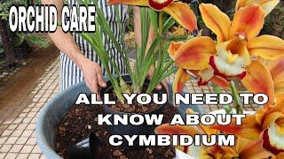 Ein umfassender Leitfaden für Cymbidium-Kultur und -Blüte