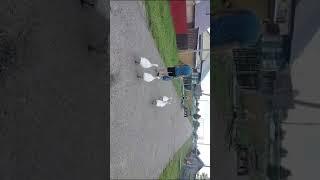 Всем нужен папа и детям и гусям