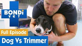  Dog's Crazy Fight With Hedge Trimmer | FULL EPISODE | S7E16 | Bondi Vet