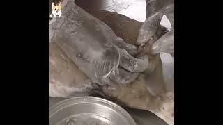 Rescue Dog mango worms removal 10