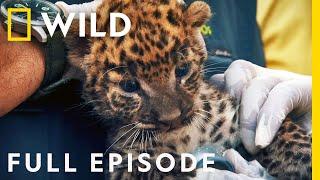 Reuniting a Leopard Cub with its Mother (Full Episode) | Jungle Animal Rescue