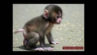 Where in the world is that baby monkey abuse channel??