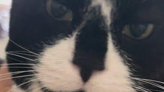 ASMR Loud Purring Sound From Sox As He Gets Attention! #cute #cat #pets #catlover #youtube #asmr