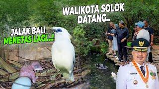 WALIKOTA SOLOK KUNJUNGI AVIARY DEHAKIMS ! RELEASE RUAK-RUAK !!