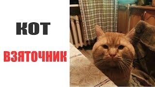 Лютые приколы. КОТ ВЗЯТОЧНИК .Угарные мемы