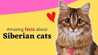 Top 20 Amazing Facts About Siberian Cats