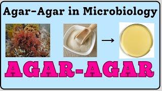 Agar-Agar in Microbiology | Agar-Agar | Agar Powder