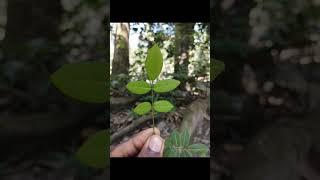 creative photography tips trick withe phone using pro mood? Mobile photography?#aziz_click