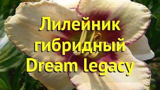 Лилейник гибридный Дрим Легаси. Краткий обзор, описание характеристик hemerocallis Dream legacy