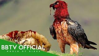 30 Deadliest Birds On The Planet | Wildlife Documentary | BBTV Official