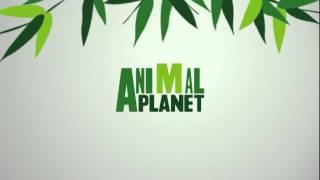 Animal Planet Logo Reveal