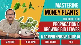 मनी प्लांट की देखभाल: प्रोपेगेशन और पत्तियों को बढ़ाने के तरीके; Money Plants Care Guide #moneyplant