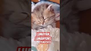 lumayan lumanyuns pemersatu #shorts #short #shortvideo #videi #viralvideo #fun #funny #cat #uk #ibm