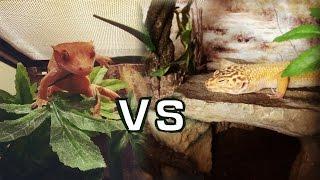 Crested Gecko vs Leopard Gecko | Beginner Lizards