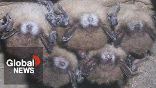 White Nose Syndrome: Alberta bat population at risk after deadly fungus found in province