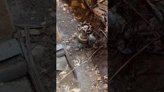Homeowner Snapped Old Gate Valve