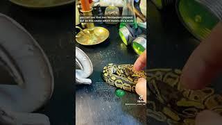  This is how I identify male vs female ball pythons. It does not work on all species. #snakes