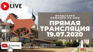 19.07.2020. Прямая трансляция с ЦМИ. Только лучшие рысаки.