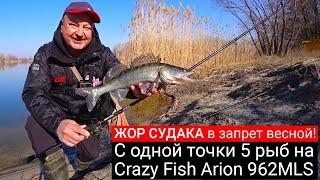 ЖОР СУДАКА В ЗАПРЕТ весной! С одной точки 5 рыб на спиннинг. Тест Crazy Fish Arion 962 MLS