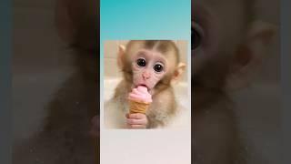 "You Won’t Believe What This Baby Monkey Did with a Key and Ice Cream! "