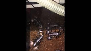 Juvenile Emperor scorpions in their feeding tank