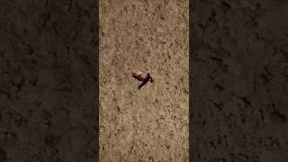 R.I.P Plunger Cameraman [Edit] #skibiditoilet #cameraman #edit #speakerman #rip #shorts