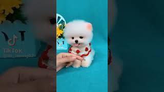 So cute pomeranian puppy#animals #baby #shorts #viraltiktok #tiktok #dogs #cuteanimals #cutedog