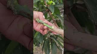 Plant grafting and tree care techniques #2520