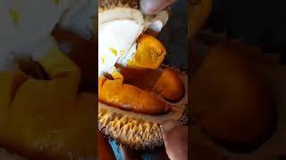 DURIAN HUTAN KALIMANTAN #DURIAN #SUPERTEMBAGA #buah  #galerytanisukses