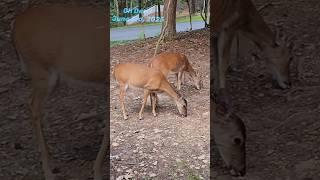 Oh, Deer! June 3rd, 2025 #deer #nature #wildlife #whitetail #cemeterywalks #georgiawildlife